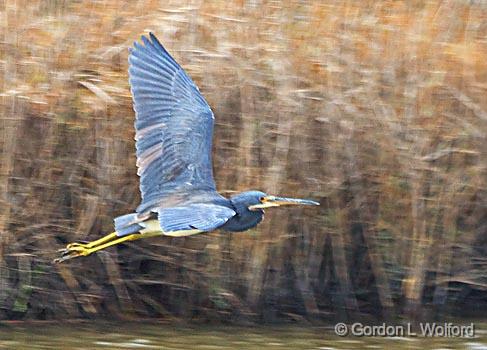 Heron In Flight_32166.jpg - Tricolored Heron (Egretta tricolor) photographed along the Gulf coast near Port Lavaca, Texas, USA.